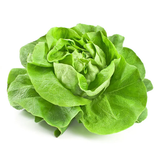 Lechuga Lisa Pronto